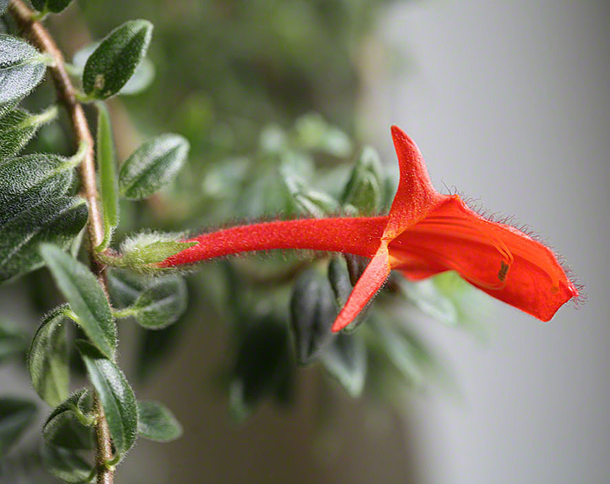 Columnea gloriosa